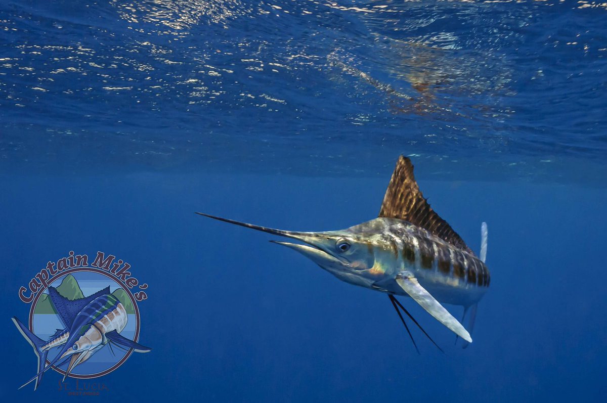 Can you name the fish ? 
#CaptainMikes #Fishing #Fishinglife #Whalewatching #Dolphinwatching #AtSea #Happylife