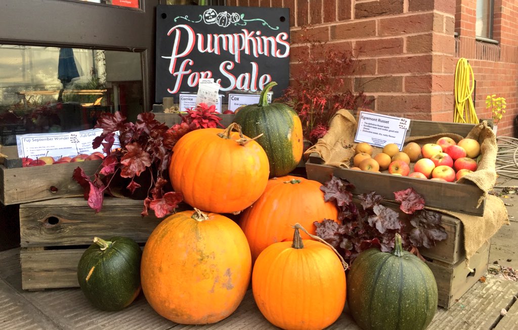 ChetterRebecca's tweet photo. Week 5 #PlacementDiaries the weather is finally starting to change! Autumn is here! 🧡Pumpkins have been harvested ready for Halloween festivities. #OccupationalTherapy #CovUniOT #Horticulture #Pumpkins #ContemporaryPlacement https://t.co/FiVECfd8Qd