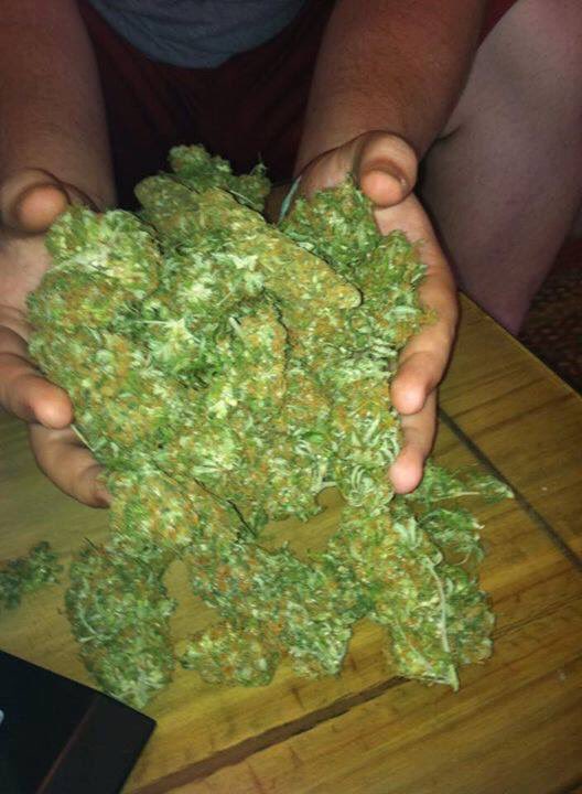 Indoors top grade AA Strains both sativa and indica