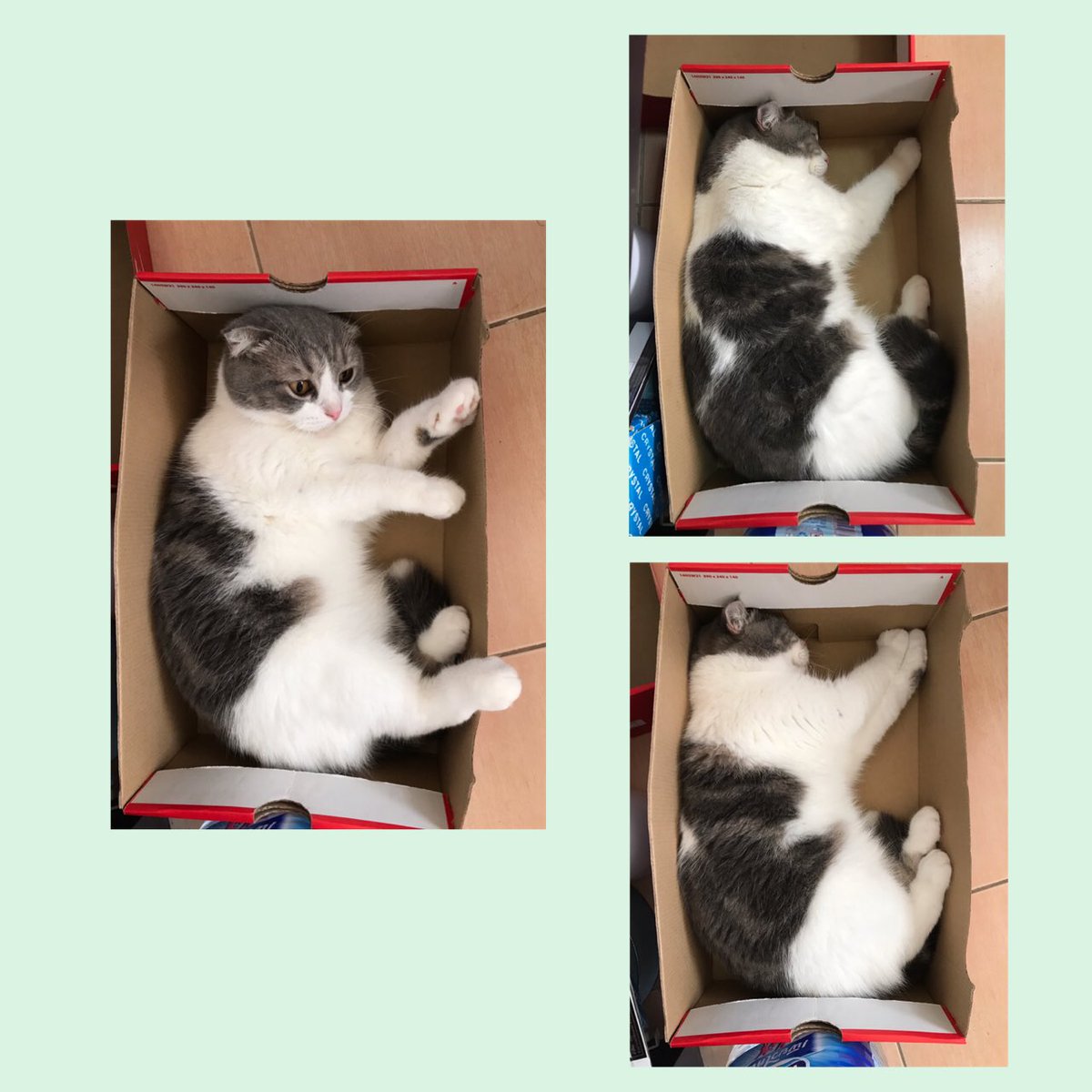 bababud's tweet photo. Cat box
ฝนตกนอนในกล่องก็จะอุ่นๆ💤💤
หลับได้หลับยาววววว💤💤

#หนำเลี๊ยบ 
#สามเกลอหน้าแมว 
#หนำเลี๊ยบเป็นแมวจมูกสีชมพู 
#cat #scottishfold #cute #lovecats  #animal #mammal #cattotravel #catoutdoor #catingarden
#wildlife #fur #kitten #catinbox https://t.co/jAehKU15aE