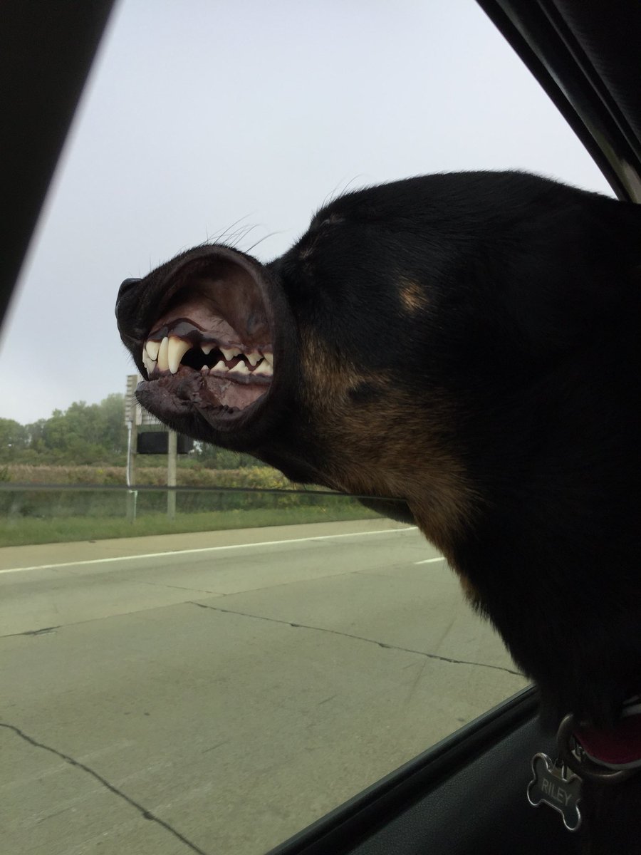jessicklein's tweet photo. @StacyMartini Riley says cheese https://t.co/9uKmEIes6M