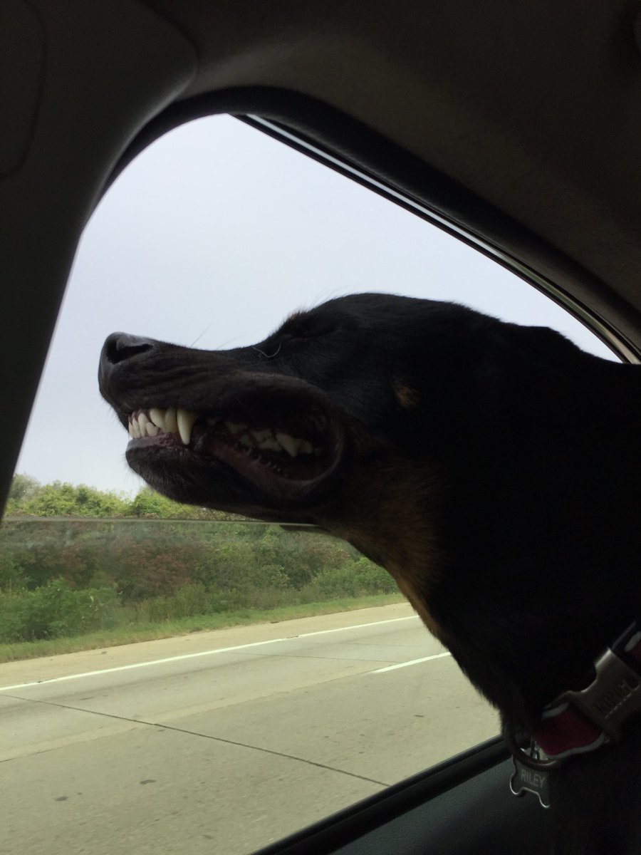 jessicklein's tweet photo. @StacyMartini Riley says cheese https://t.co/9uKmEIes6M