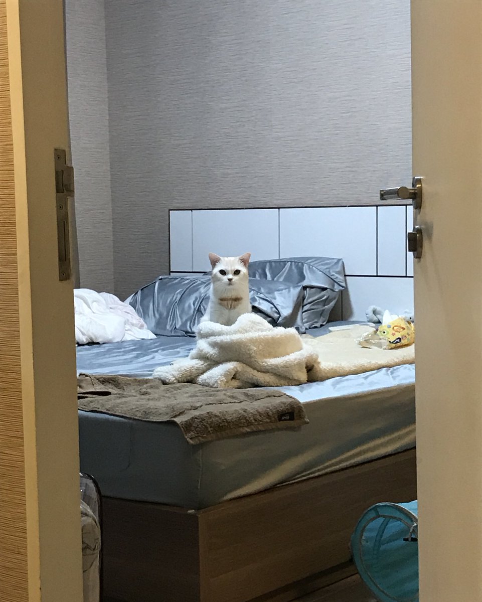 sad cat, cat club tweet media