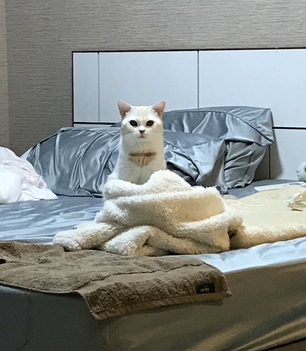 sad cat, cat club tweet media