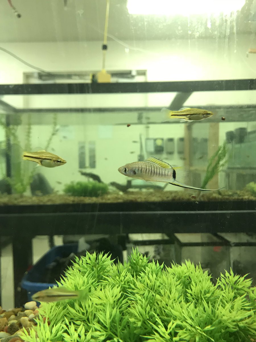 swordtaildanny's tweet photo. Lessons learned from a fish: just keep swimming. #WednesdayWisdom #swordtailfish #swordtail #lifeinscience https://t.co/Is0f1ESufN