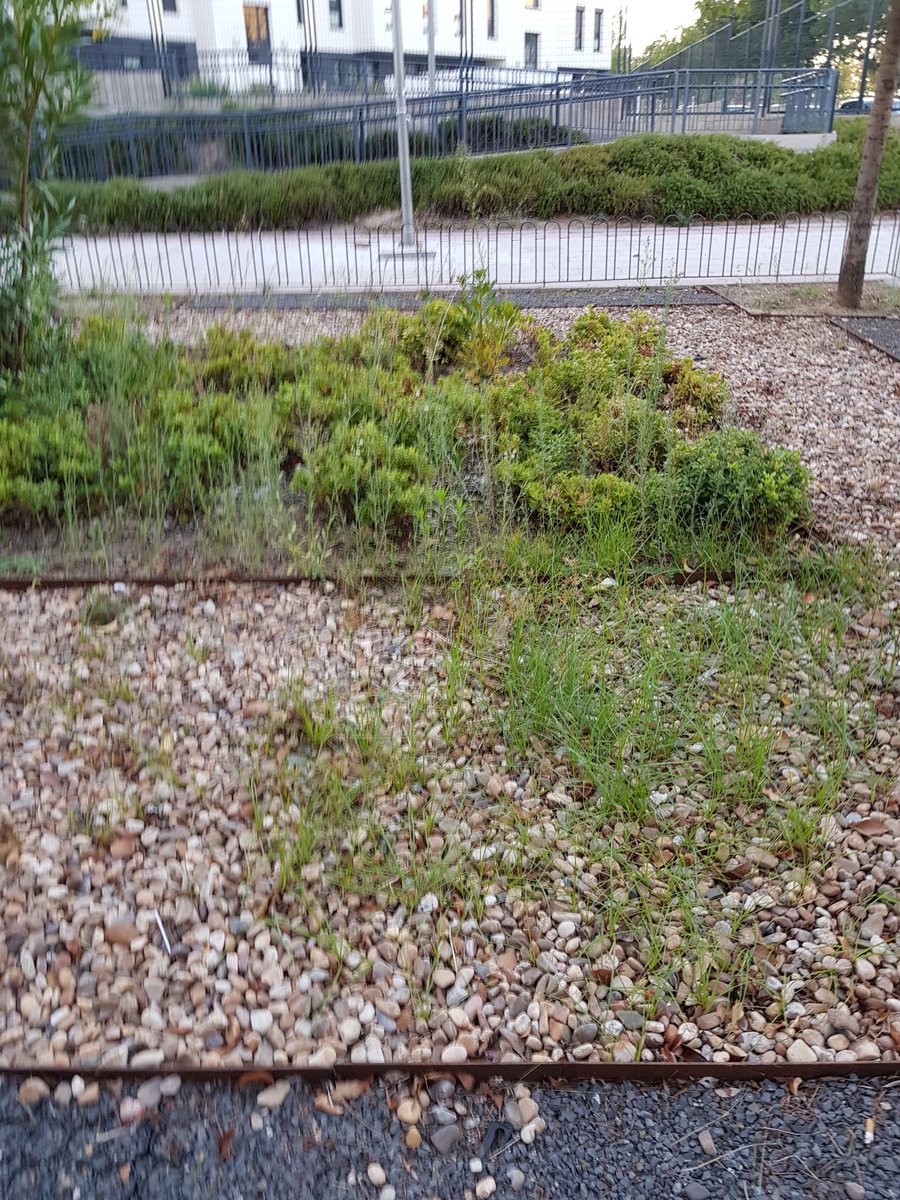 Julio_Alfonso's tweet photo. Una vez más, como los vecinos dejemos de presionar a @JMDBarajas y @martagomezlahoz en Twitter, no hacen nada por el barrio. Los jardines de la calle peatonal que va de Playa de Barlovento a Playa de Bolnuevo están abandos con aceras llenas de hierbas.@Lineamadrid, por favor... https://t.co/5CUhFEKKgo