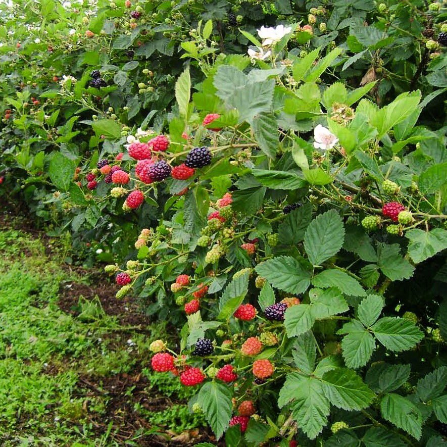 Resultado de imagen para MORA