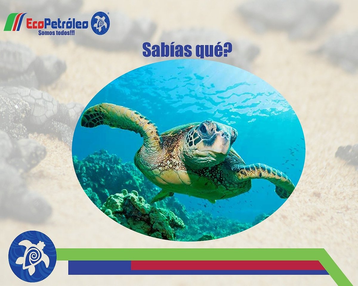 Las tortugas marinas utilizan las playas y dunas más bajas para anidar y poner sus huevos. Se estima que depositan un promedio de 100 huevos en cada nido, y en temporada de anidación, hacen entre 3 y 7 nidos.

#Tugasolina #eco #tortugas #combustibles