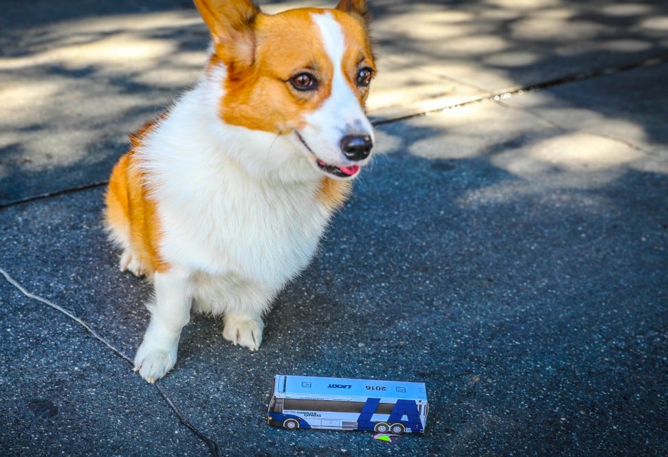 LADOTofficial's tweet photo. Scientists discover dog larger than bus! π #CommuterExpress #dogsoftwitter #corgi #corgisoftwitter https://t.co/xPYCXEDCou