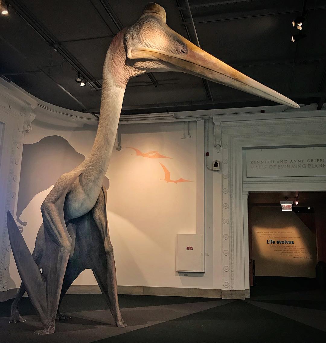 Field Museum on X: Pterosaur flock has landed! 🛬 Rhamphorhynchus (top  right) and Pteranodon (left) are awaiting installation in our main hall.  Quetzalcoatlus is settling in outside of Evolving Planet. Learn more