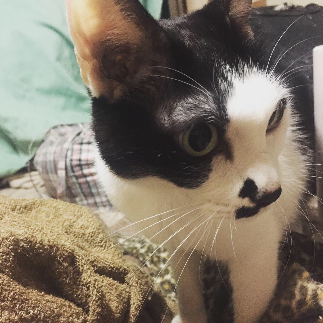 ネコパンチ 花柳玲千音 東京 海豚 神奈川 稽古 千葉 自宅 ソラクモウミ 癒し おつかれサマーでした 日本舞踊 舞台 入場無料 どなたでも 10月28日 相模原市民会館