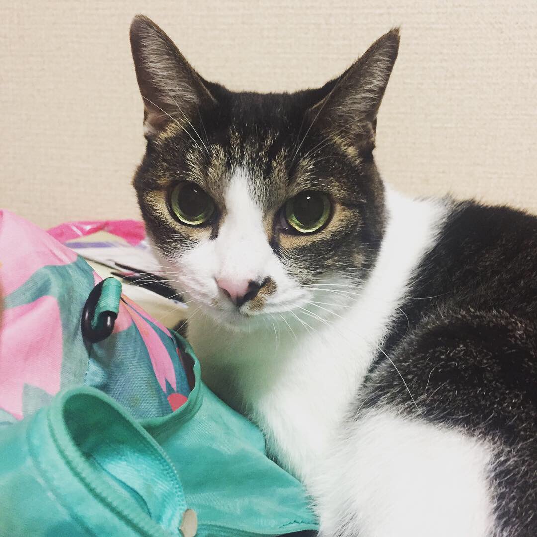 ネコパンチ 花柳玲千音 東京 海豚 神奈川 稽古 千葉 自宅 ソラクモウミ 癒し おつかれサマーでした 日本舞踊 舞台 入場無料 どなたでも 10月28日 相模原市民会館