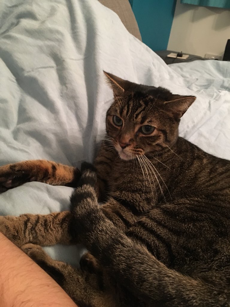 HarryDthekitten's tweet photo. I see the duvet, I get on the duvet. Lovely nest. #CatsOfTwitter #duvetday #WhiskersWednesday https://t.co/Xiz1D9qCA9