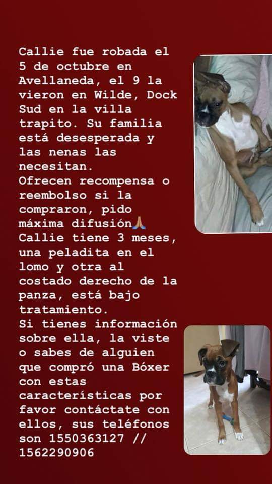 BuscoAMiBoxer's tweet photo. @soyleomontero me ayudarías a difundir? https://t.co/bGiSTVl8qd