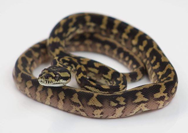 EBMorelia's tweet image. Double het axanthic/granite Papuan Carpet Python. I will have a few pairs up for sale real soon. #carpetpythonmorph #carpetpythonsofinstagram #ebmorelia #pythonsofinstagram #papuancarpetpython ift.tt/2CQUqMp
