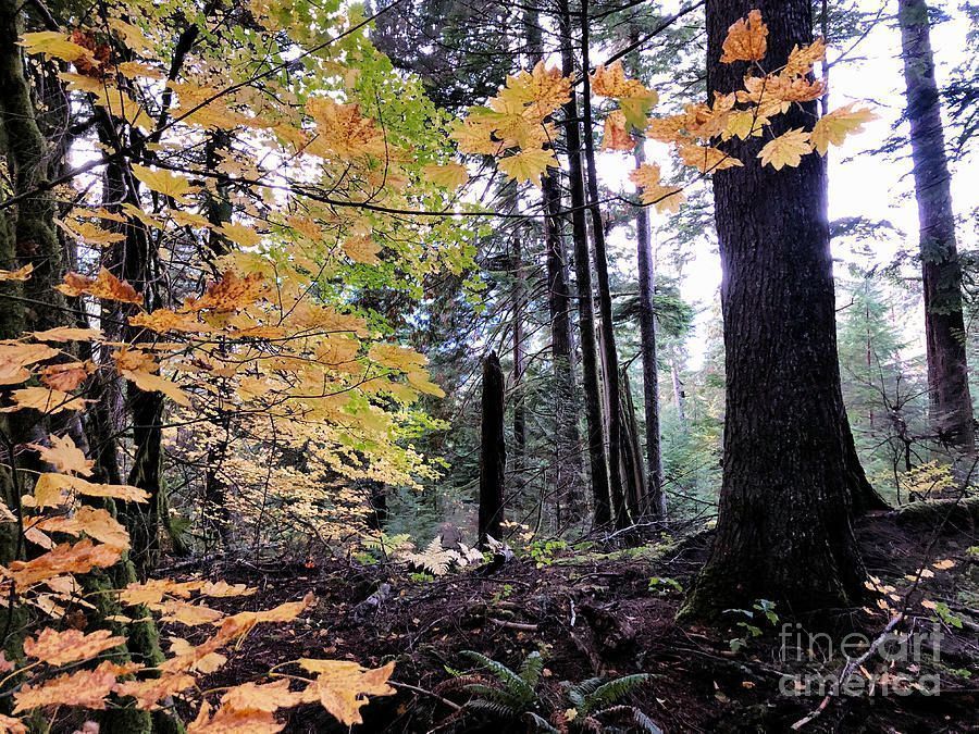 Victork1001's tweet photo. Rainforest In The Fall 2 by Victor K https://t.co/6Itx3tVbDR
#quietness #fineart #romantic #landscape #forest #rain_forest #fall #Autumn #trees #colors #leaves #nature #scenic #view https://t.co/ztiMoMsrDV