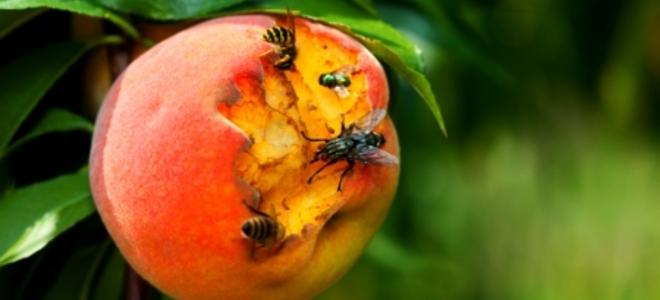 UGAFranklin's tweet image. RT @AthSciAlli: No one wants a pesky pest on their plump, perfect peach! 🐛🍑😖 This episode of @WUGAFM #ClassicCityScience welcomes back entomologist Dr. Brett Blaauw to talk about insecticide resistance!  #athensscienceobserver wuga.org/post/peach-pes…