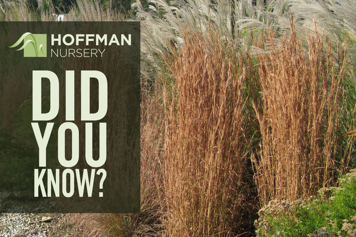 GrassSolutions's tweet photo. Did you know? Broomstraw and Broomsedge are common names given to Andropogon virginicus as it once served as material for broom making. Nowadays we think it's great for meadow gardens and in natural areas as it helps with soil retention. #HoffmanNursery #WeGrowGoodGrass https://t.co/DDBjwkKr4z