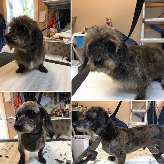 SiriusPetSpa's tweet photo. We have openings! Call 410-600-4224 or come in to book your appointment today! #siriuspetspa #transformationtuesday #transformation #dogsofinstagram #dachshund #jasper #nofilter #doggrooming #doggroomingsalon #doggystyles #oceancitymaryland #oceanpines #berlinmd https://t.co/sNQqY7EJR2