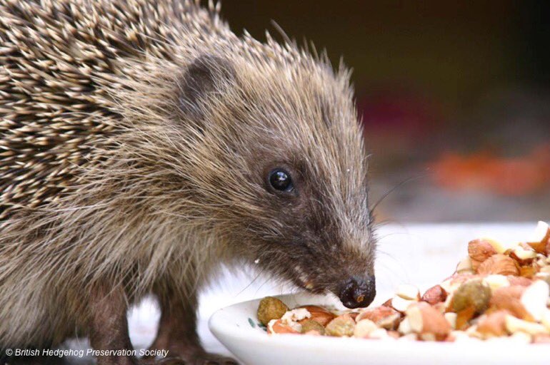 LGSpace's tweet photo. The UK has lost around a third of its hedgehogs over the past decade, for reasons including habitat loss, dwindling food sources and #climatechange. They really need our help! Here's some easy ideas: https://t.co/nnnZ6NRhFT https://t.co/zBLOPVDfgA