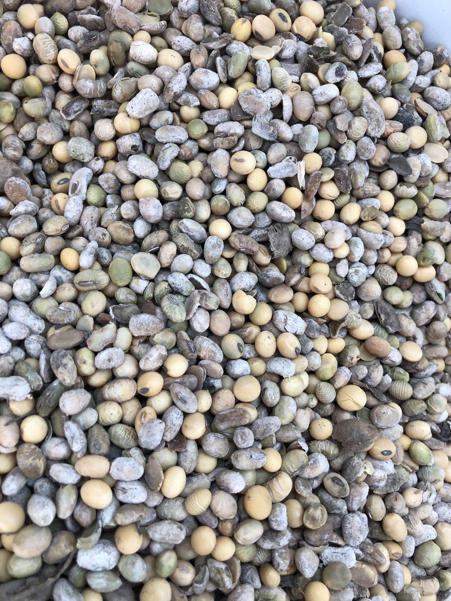 ag_guy04's tweet photo. π€’π€’π€’ flood damaged beans.... #flood18 #Harvest18 https://t.co/6xaB2erDDp