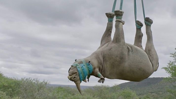 BiologistDan's tweet photo. What's the main difference between previous mass extinctions and the man-made one happening right now? We can prevent the current crisis. Rhino don't have to go extinct. Or elephants. Or bees. Or butterflies or... There is Hope. 
https://t.co/m5Qod6KsbF https://t.co/QbVYSnPCix