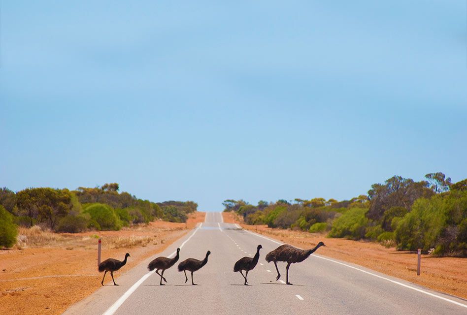 cherylharrisons's tweet photo. DRIVING IN OZ
If your planning a trip to OZ please read our post 'Driving in Aus for the first time." https://t.co/V5VMA0RaVK #drivingaustralia #hookturn #nsw #visitsydney #sydney #Melbourne #cairns #brisbane #Darwin #outback #divingdownunder #drivingontheotherside #perth #drive https://t.co/0TZkB5OSzA