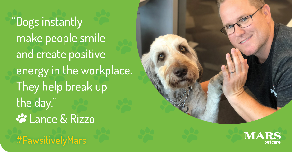 MarsPetcareUS's tweet photo. Why do #PetsWorkAtWork? "Dogs instantly make people smile and create positive energy in the workplace," says our Associate Lance. Rizzo the #labradoodle comes to work with Lance at least once a week. #PawsitivelyMars https://t.co/hssuovcJQI