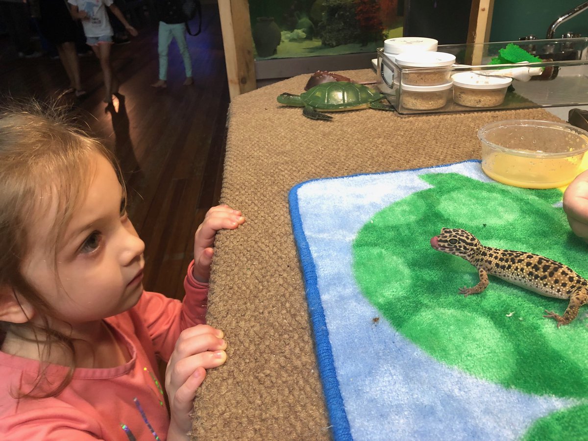 teamecco's tweet photo. Meeting a leopard gecko! #aquarium #hcps #mainstreet #odyseaaquarium #ncscience #family https://t.co/GI1dCh70zv