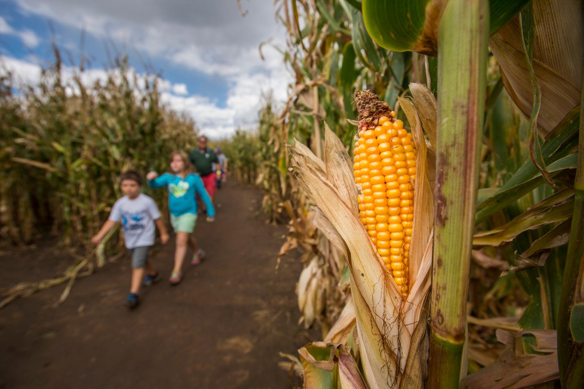 Denver Botanic Gardens On Twitter A1 Corn Mazes Are Also Hugely