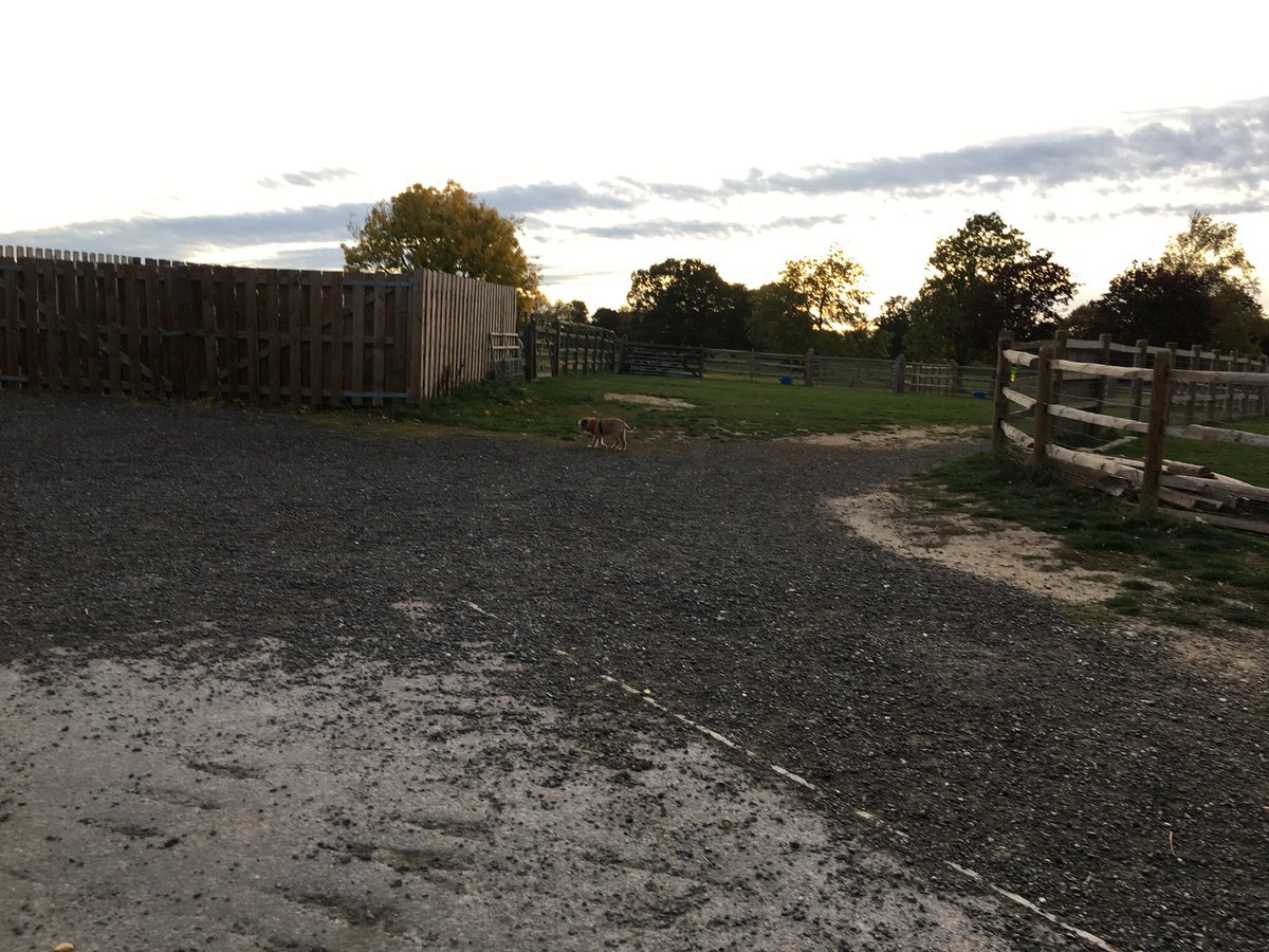 Giulia_Indy's tweet photo. Spot the Border #livingwithaborderterrier #mrindependence #mrindy #borderterrierswithattitude #whoisthepackleader #borderterrierowners #borderterrierlovers https://t.co/MaBUChopY8