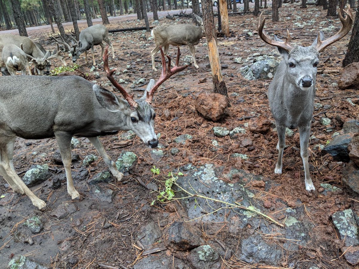 bearizona's tweet photo. Our bucks are looking pretty impressive this year! Every summer the deer grow a new set of antlers with a thick fuzzy coating of blood vessels we call velvet. In the fall they scrape off the velvet to reveal the new bone underneath! #Deer #fall https://t.co/WkmFf3PnC5