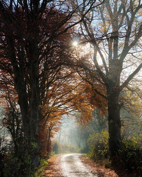 brian_ambale's tweet photo. Reposting @m.p.ics: - via @Crowdfire
#herbst #sonnenaufgang .
#eifel #eifelexplorers #canon #sun #sunbeams #mist #tree #morning #nature_collection #eifel #sunrise
#landscape #landscapephotography #outdoor #outdoors #Natur #naturephotography
#timeless_shots #autumn https://t.co/MPt0ApLL4l