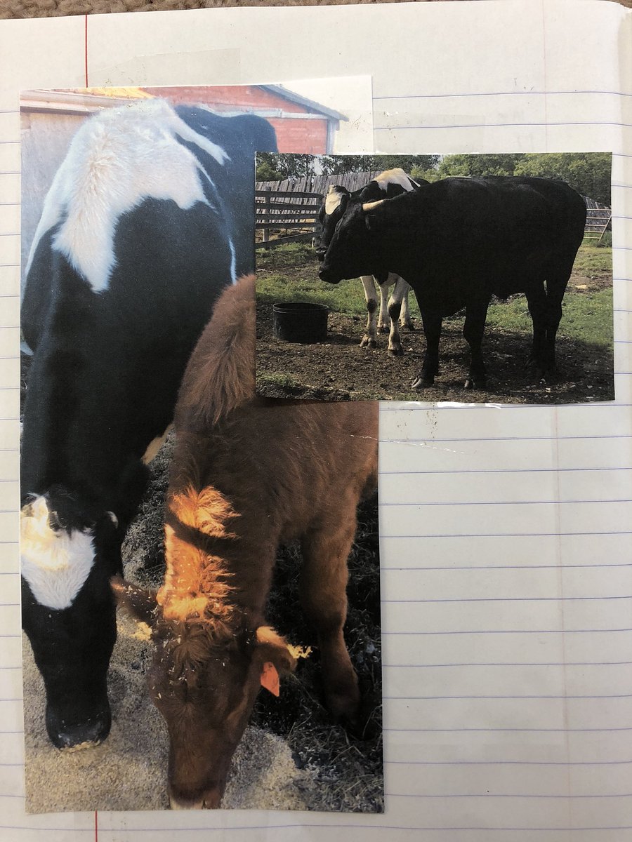mrsfclass's tweet photo. My grandparents had a dairy farm.  They are 2nd generation dairy farmers.  They milked 40 cows twice a day for 365 days a year.  They sold their milk to the milk board who sell and package the products. #ourfoodhasastory https://t.co/WgxcimMwvG