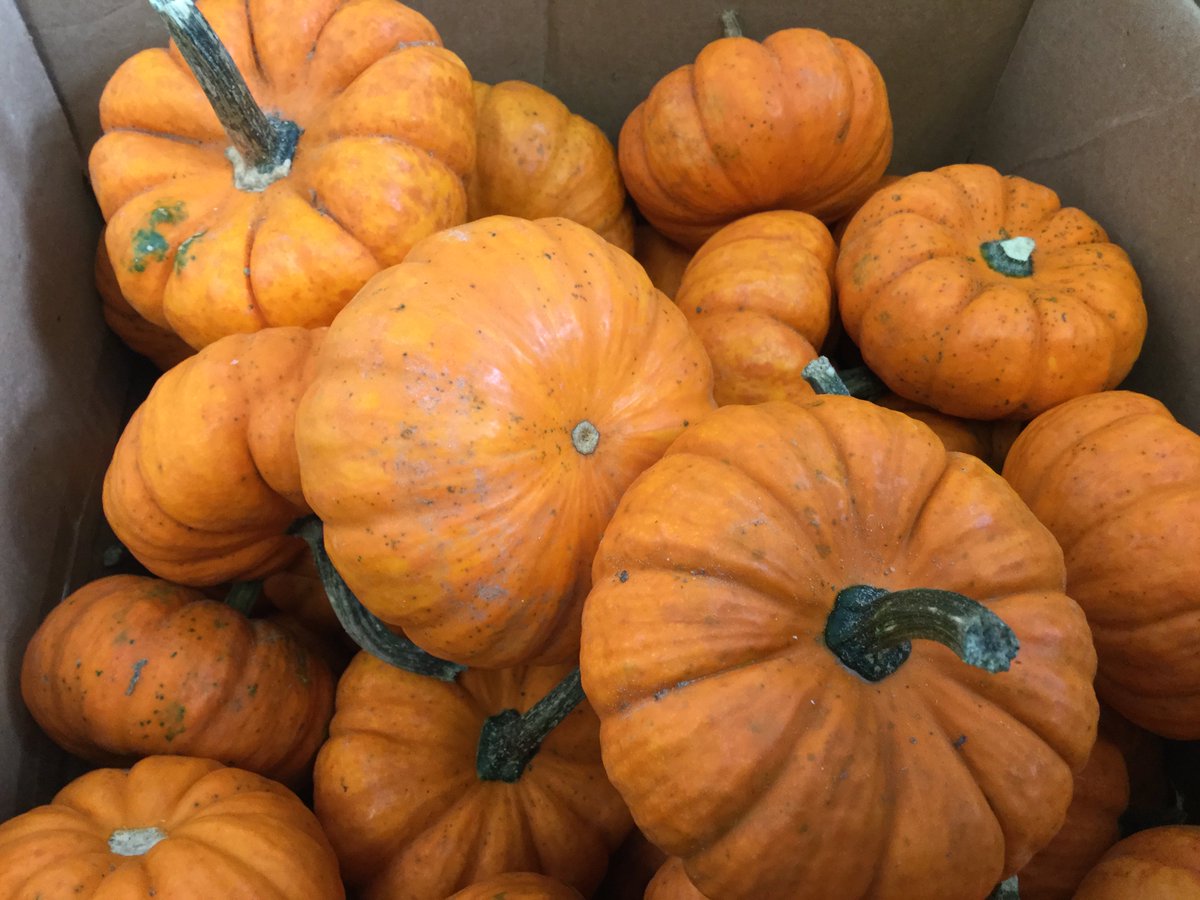 GemlineHr's tweet photo. Distributing pumpkins for our pumpkin decorating contest! Let the Fall festivities begin! #pumpkindecorating #fall #creativity #lifeatgemline https://t.co/kfXwd5aqkO