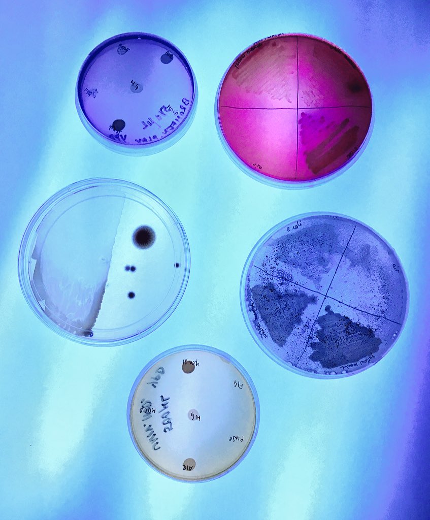 RhizomeAsso's tweet photo. Working with #microbes is both challenging and exciting! We’re experimenting with #microbiology techniques to create #microbeart for the pop-up exhibition at #MedILS in #Croatia - Opening in 48h! https://t.co/5V0fFzaBJ5
#STEAM #artscience https://t.co/KX24GdPvKU