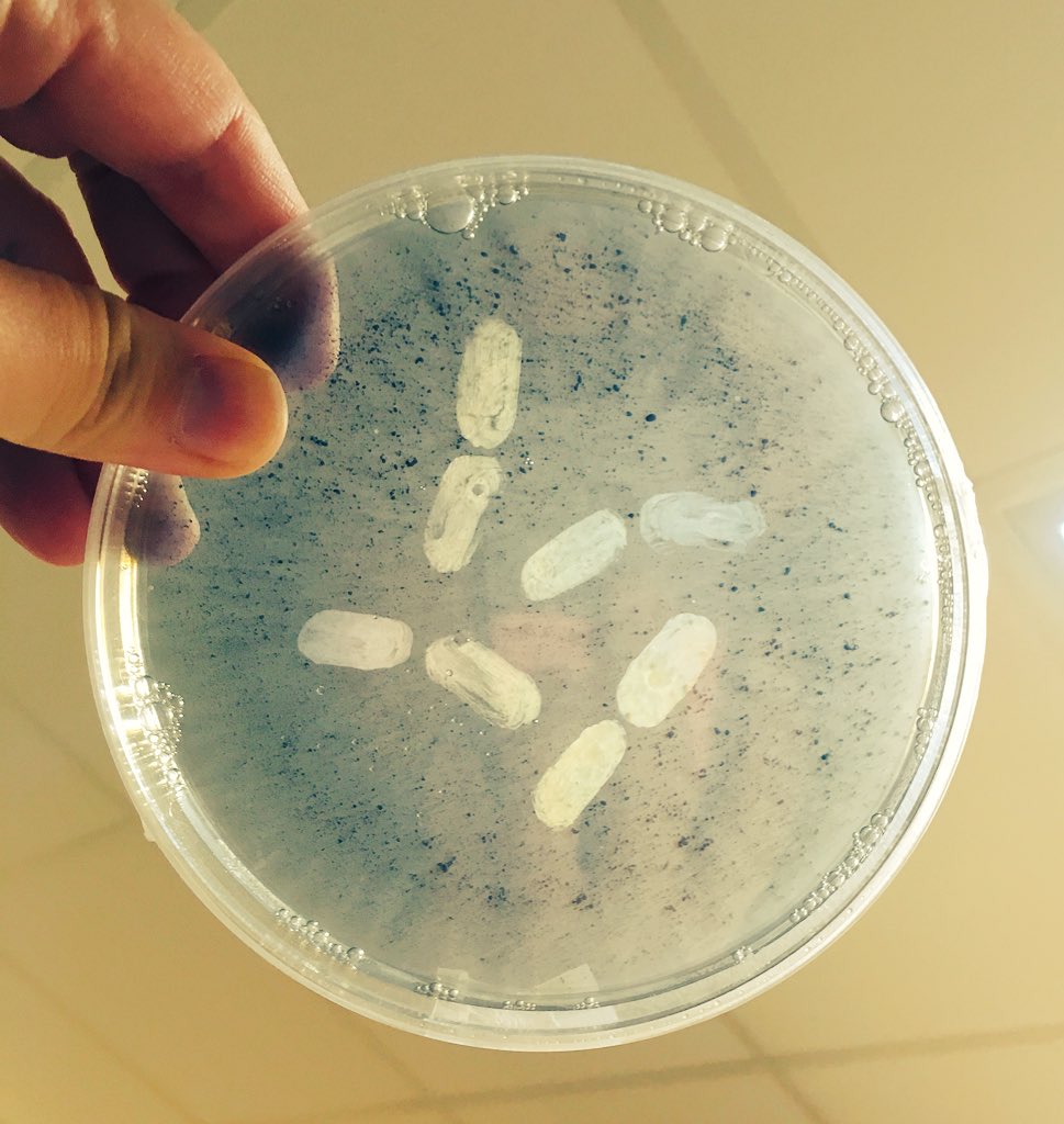 RhizomeAsso's tweet photo. Working with #microbes is both challenging and exciting! We’re experimenting with #microbiology techniques to create #microbeart for the pop-up exhibition at #MedILS in #Croatia - Opening in 48h! https://t.co/5V0fFzaBJ5
#STEAM #artscience https://t.co/KX24GdPvKU
