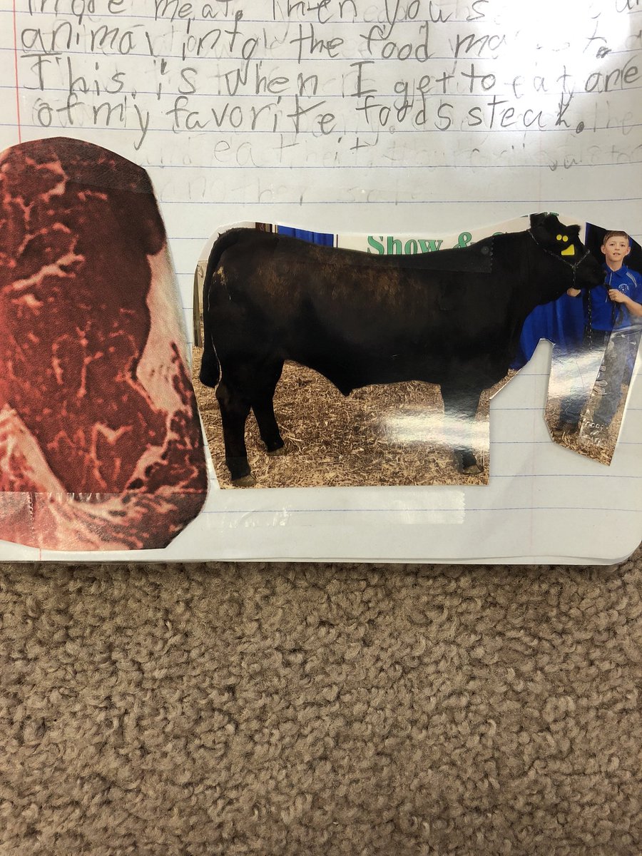 mrsfclass's tweet photo. I am in 4H.  You pick a cow that looks healthy. Then you raise it &amp; be out there every morning to feed it so your animal grows big and fat to produce more meat.  Then you sell your animal to the food market.  This is when I get to eat my favourite food - steak! #ourfoodhasastory https://t.co/x4wdcuGHmO
