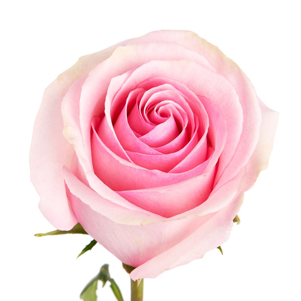 fmifarms's tweet image. This is Lorraine, an elegant pink rose 🌹, ideal for weddings and other events. Always in stock @fmifarms, along with many other varieties. Give us a call!
.
.
#lorrainerose #pinkrose #weddingrose #weddingflowers #wholesaleflowers #wholesaleflowersonline #wholesaleroses #roses