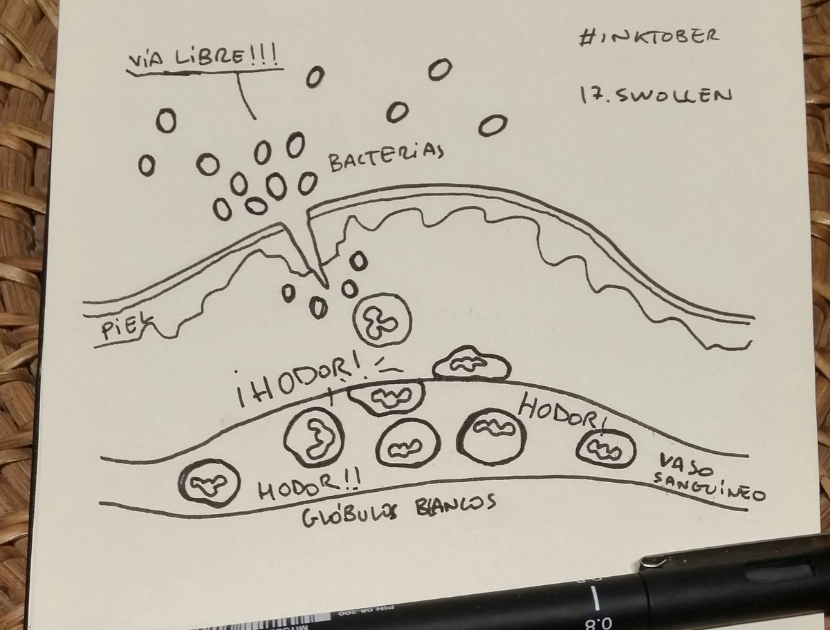 Wirdou's tweet image. #inktober18 día 17. #swollen
Me está costando seguir el ritmo estos días con el #Inktober. La #inflamación es una respuesta inespecífica a #infecciones de #patógenos y otras situaciones. A ver si pilláis la friki-referencia!!! #ciencia #comunicaciencia #inmunidad #leucocitos
