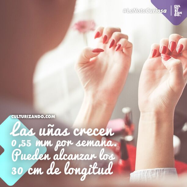 LaNotaCuriosa's tweet photo. Las uñas crecen 0,55 mm por semana. Pueden alcanzar los 30 cm de longitud. https://t.co/TlYlf8IL4B