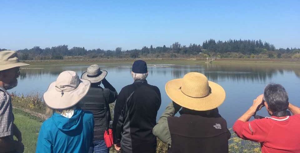Fun SR Creek/Delta Pond walk we had Sun. w/ <a href="/LandPaths/">LandPaths</a> (thx <a href="/sonomaopenspace/">Sonoma County Ag + Open Space</a>) included Peregrine, Pelicans and more!