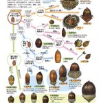 【衝撃】なんてこった・・・帽子だと思っていたものはパンツだった・・・どんぐりも奥が深い!