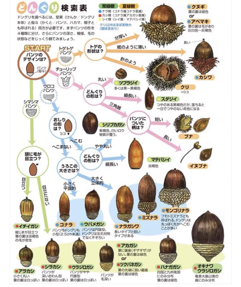 【衝撃】なんてこった・・・帽子だと思っていたものはパンツだった・・・どんぐりも奥が深いwww