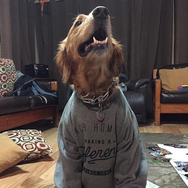 From our #Instagram: Don’t tell @birdieofacr, but it looks like she has a little competition. 😬#acrhomes #dogsofacr #dogsofinstagram #bringyourdogtoworkday ift.tt/2CoojT7