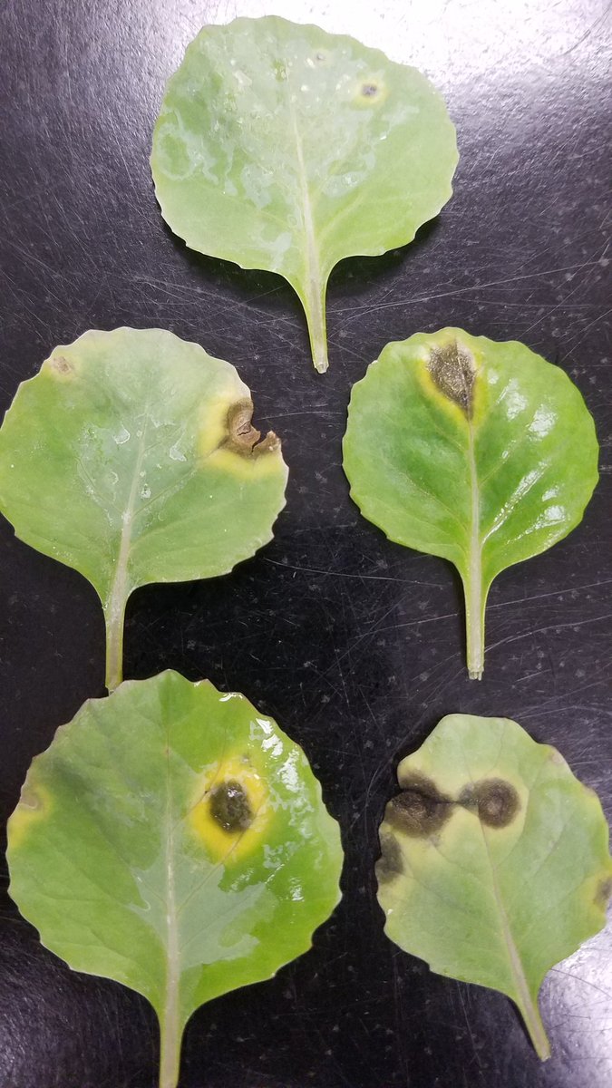 FieldVegetables's tweet photo. Cercospora leaf spot on cabbage transplants. Those are not setae but large conidiophores. https://t.co/bEH8dOkKe2