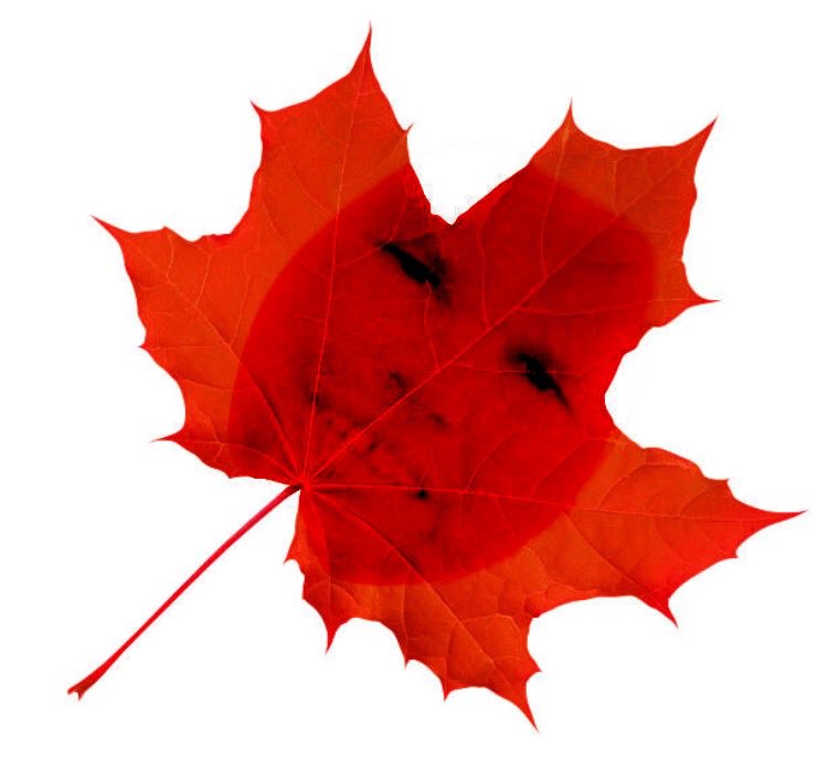 frankiemacd's tweet photo. Here is a picture edit of me on the red maple leaf. https://t.co/h7wwpbByRI
