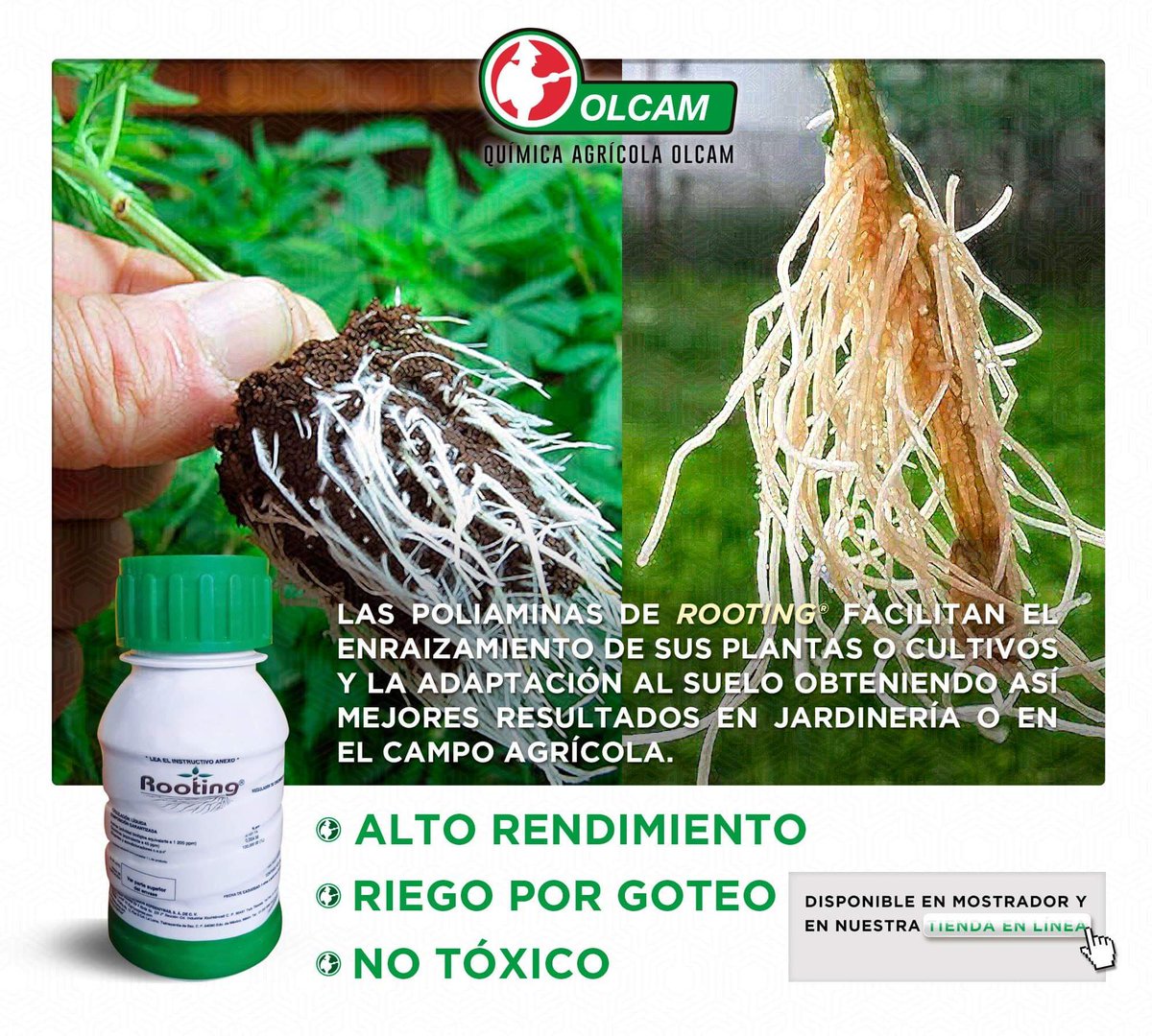 OlcamMX's tweet photo. Para todos aquellos que buscan un buen enraizador para sus plantas les recomendamos #Rooting para un mejor rendimiento en sus plantas de jardinería o en sus cultivos de temporada.
Disponible para ti en #QuimicaAgricolaOlcam
#Acapulco #Olcam #Agrícola #FelizMiercoles https://t.co/W6HnOeDSga
