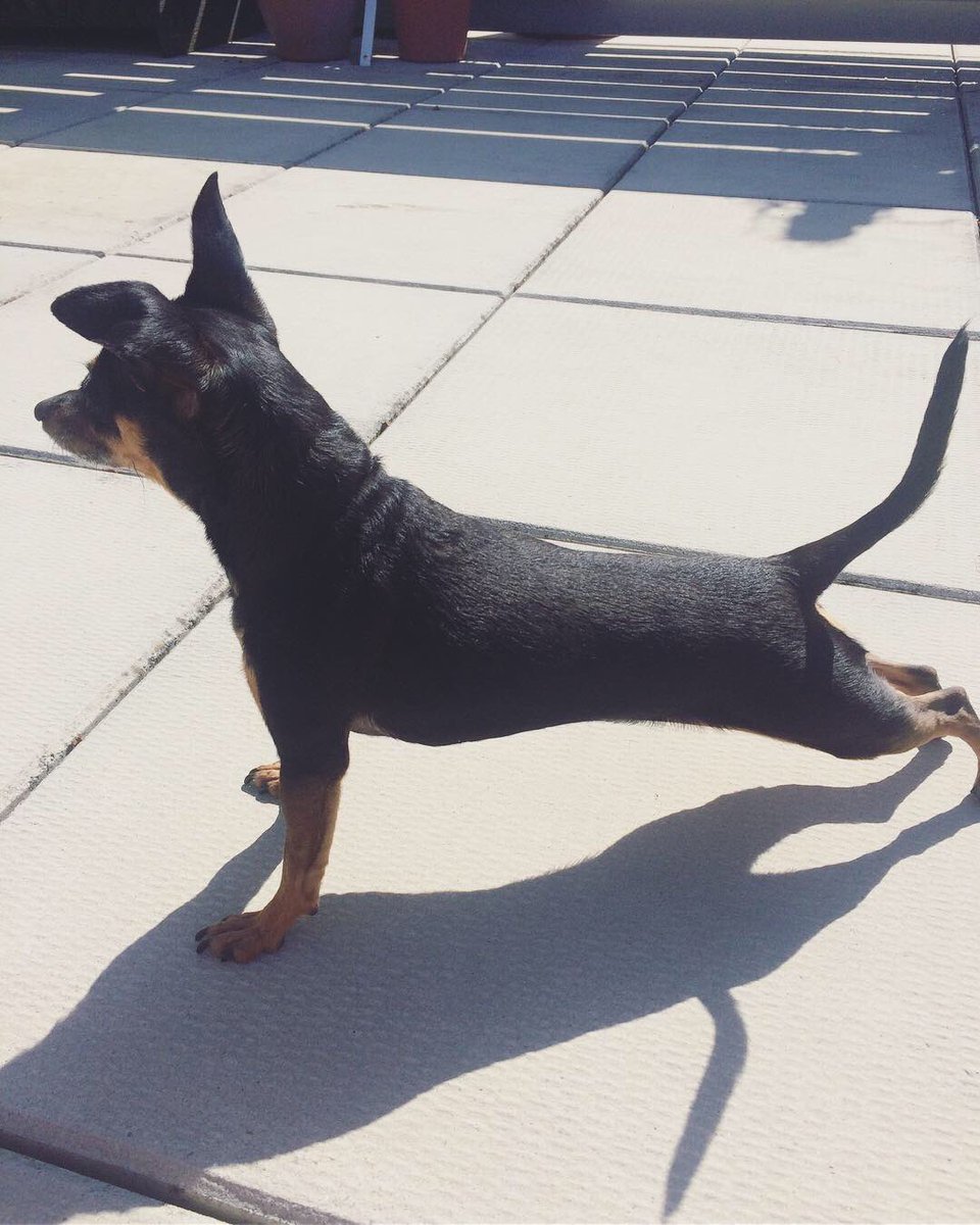 Showing Mama how to do proper yoga poses🧘🏻‍♀️#downwarddog #upwarddog #doga #yoga #minpin #silliouslysparta