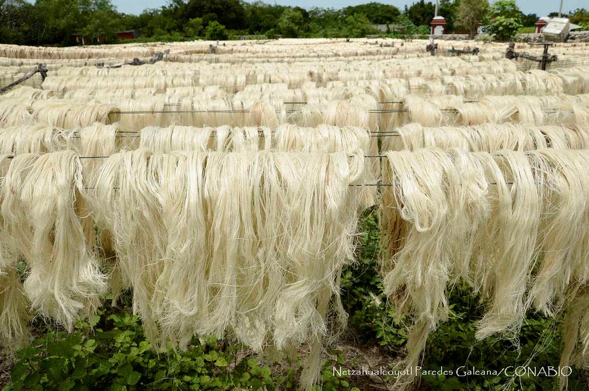 El henequén es una #fibranatural que se produce en México y se emplea para elaborar artesanías como bolsas tapetes  zapatos alfombras, entre otros usos. bit.ly/2pZGt6k. 🌟🌾👨‍👩‍👧‍👦